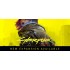 Cyberpunk 2077 Steam Key